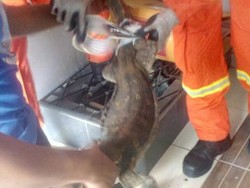 Heboh Biawak Masuk Rumah, Warga Minta Tolong Petugas Damkar