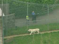 Tragis, Penjaga Kebun Binatang Tewas Diserang Macan di Inggris