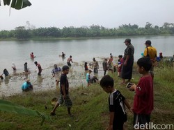 Ngabuburit sambil Kumbohan, Berburu Ikan Mabuk di Bengawan Solo