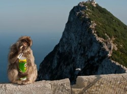 Malaria Monyet Serang Pasutri di Aceh, Apa Bedanya dengan Malaria Biasa?