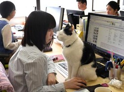 Cegah Stres, Kantor Ini Izinkan Pegawai Main dengan Kucing Saat Kerja