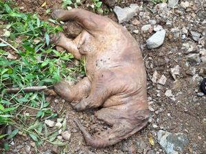 Induknya Keguguran, Janin Gajah di Aceh Ditemukan BKSDA