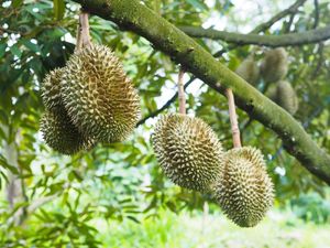 Pakar IPB Usung Teknologi Ini Buat Ekspor Global Sayur-Buah, Tanpa Residu Kimia Pakar IPB Usung Teknologi Ini Buat Ekspor Global Sayur-Buah, Tanpa Residu Kimia