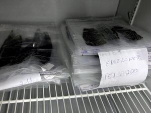 Kenapa Ilmuwan Pakai Kulit Ikan Nila untuk Rekonstruksi Miss V?