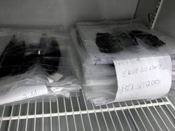 Kenapa Ilmuwan Pakai Kulit Ikan Nila untuk Rekonstruksi Miss V?