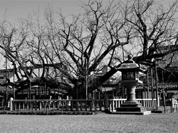 Musim gugur di Kyoto