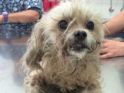 Anjing Mati Kepanasan, Wanita Ini Tak Boleh Lagi Pelihara Binatang