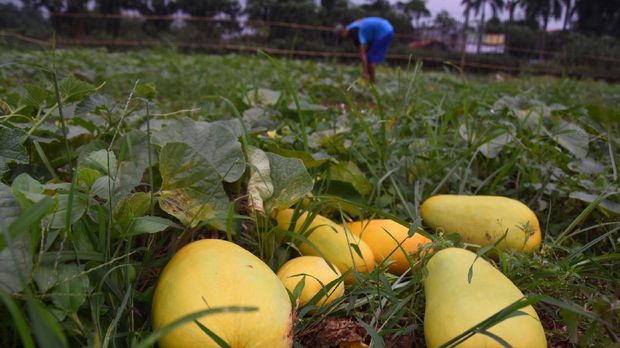 Petani memanen buah timun suri di perkebunan kawasan Rangkapan Jaya, Depok, Jawa Barat, Rabu (31/5). Saat bulan Ramadan para petani di kawasan itu beralih tanam dari menanam sayur menjadi timun suri karena permintaan yang meningkat dan mendatangkan keuntungan lebih, dengan harga jual timun suri di tingkat pedagang Rp10ribu-Rp20ribu per buah tergantung ukuran. ANTARA FOTO/Indrianto Eko Suwarso/pd/17