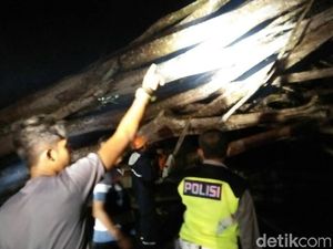 Pohon Tumbang di Gunungkidul Timpa 2 Orang Pemotor Pohon Tumbang di Gunungkidul Timpa 2 Orang Pemotor