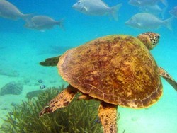 Bahan Kimia Ditemukan dalam Darah Penyu di Great Barrier Reef