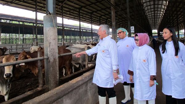 Mendag Tinjau Peternakan Sapi di Subang