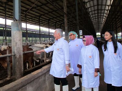 Mendag Tinjau Peternakan Sapi di Subang