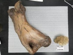 Fosil Kungkang Raksasa Ditemukan di Los Angeles