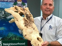Polisi Queensland Temukan Tengkorak Buaya di Rumah Warga