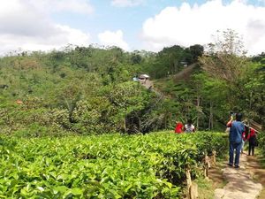 Menikmati Hijaunya Perkebunan Teh Nglinggo di Kulon Progo