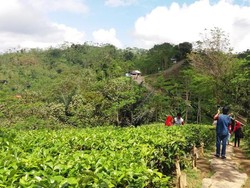 Menikmati Hijaunya Perkebunan Teh Nglinggo di Kulon Progo