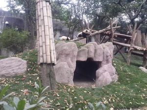 Gemas! Melihat Lucunya Aksi Panda di Chengdu