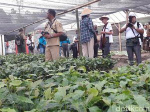 Mendambakan Harum Aroma Kopi dari Atap Merapi