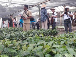 Mendambakan Harum Aroma Kopi dari Atap Merapi