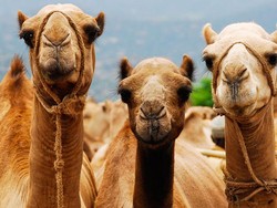 Komentar Menkes Nila soal Fenomena Minum Kencing Unta untuk Kesehatan