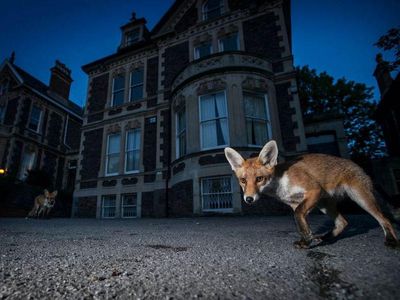 Karya Memukau Fotografer Membidik Satwa Liar di Eropa