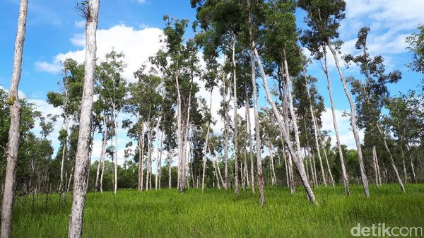 Bukan Wallpaper Komputer, Ini Hutan Merauke