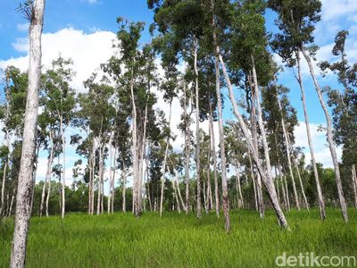 Bukan Wallpaper Komputer, Ini Hutan Merauke