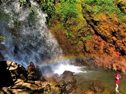 Ciherang, Primadona dari Bogor
