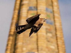 Foto Cantik di Instagram Bisa Picu Perdagangan Ilegal Satwa Liar Foto Cantik di Instagram Bisa Picu Perdagangan Ilegal Satwa Liar