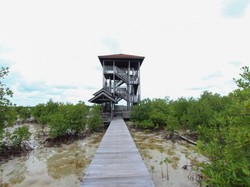 Karimunjawa Punya Hutan Mangrove, Seperti Apa?