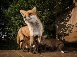 28 Kambing Warga di Gunungkidul Dimangsa Kawanan Anjing Liar
