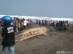 Bangkai Paus Ditemukan Terdampar di Pantai Bunton, Cilacap
