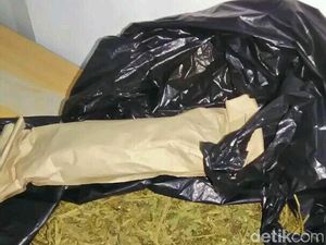 Pengedar Ganja di Warakas Diciduk Polisi