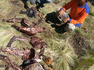 Cerita Perburuan Rusa di Aceh, Pakai Pawang hingga Anjing