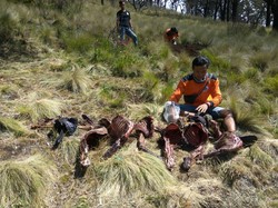 Relawan Lapor Penemuan Bangkai 8 Rusa di Gunung Lawu ke Polisi