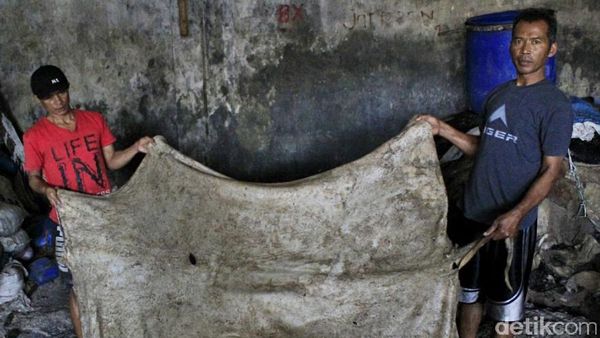 Berkah Pengepul Kulit Sapi di Bulan Ramadan