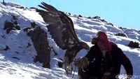 Kisah Pemburu Elang Mongolia