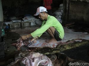 Ramadan, Berkah Bagi Pengepul Kulit Sapi di Soreang Bandung