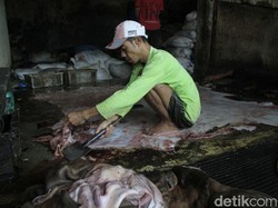 Ramadan, Berkah Bagi Pengepul Kulit Sapi di Soreang Bandung