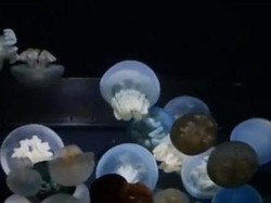 Coba Tebak, Tempat Apa yang Didatangi 2 Juta Turis Per Tahun di Jepang?