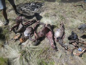 BKSDA Jateng Duga Bangkai di Gunung Lawu Kijang, Bukan Rusa