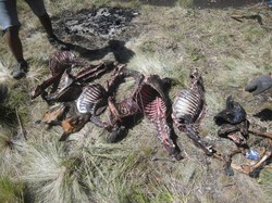 Ini Bangkai-bangkai Rusa yang Ditemukan di Gunung Lawu