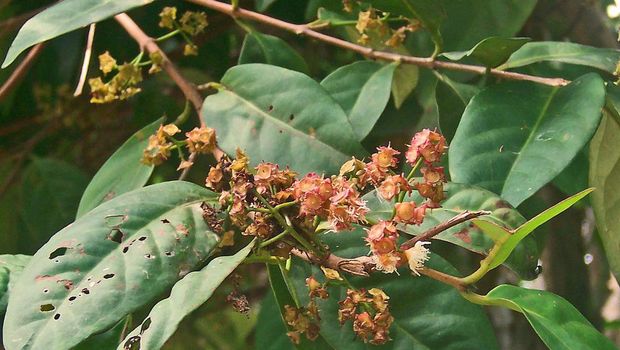 Daun salam Daun salam(commons.wikimedia.org/W.A.Djatmiko)