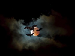 Kelelawar Masuk Rumah Pertanda Apa? Ini 7 Mitosnya