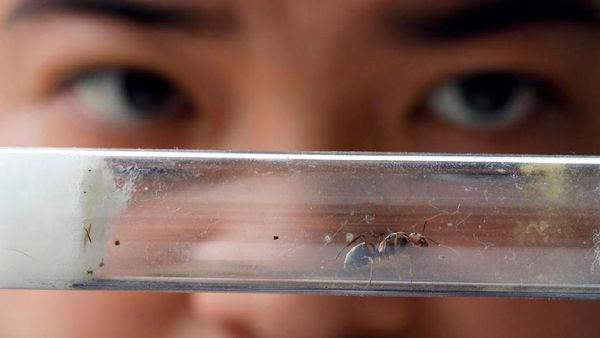 Ketika Orang Singapura Mengoleksi Semut