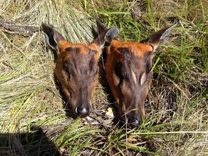 Polisi Selidiki Penemuan Bangkai Rusa di Gunung Lawu