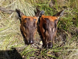 Rusa Diburu, BKSDA Aceh: Itu Hewan Dilindungi, akan Ditertibkan