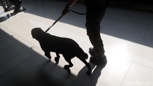 Anjing Pelacak Sisir Stasiun Pasar Senen
