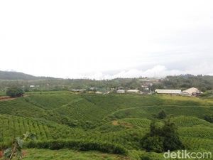 9 Tempat Wisata Malino yang Wajib Dikunjungi Saat Liburan 9 Tempat Wisata Malino yang Wajib Dikunjungi Saat Liburan