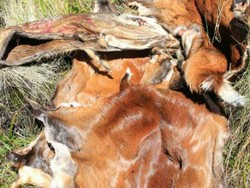 Relawan: Pemburu Rusa Gunung Lawu Diperkirakan Lewat Jalur Tikus